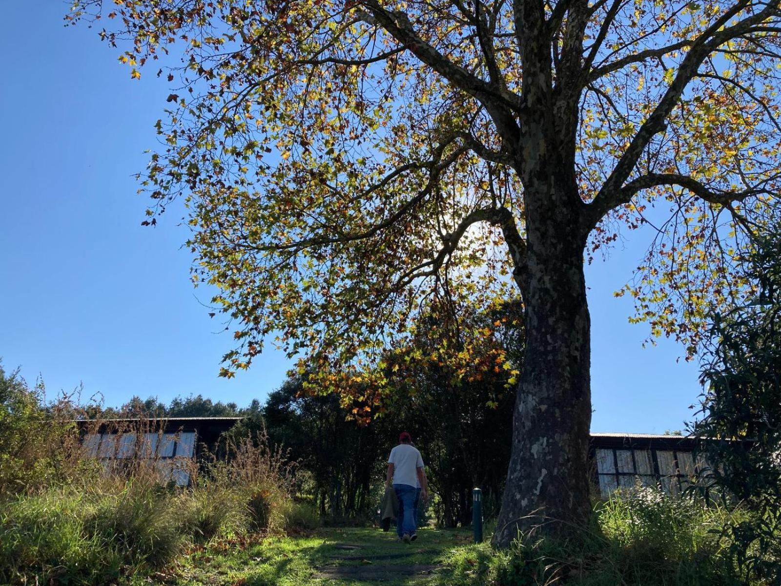 Midlands Forest Lodge Balgowan Esterno foto